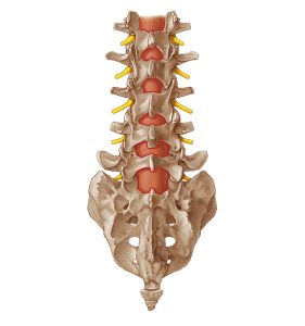 iLESSYS-Interlaminar-window-interlaminares-fenster