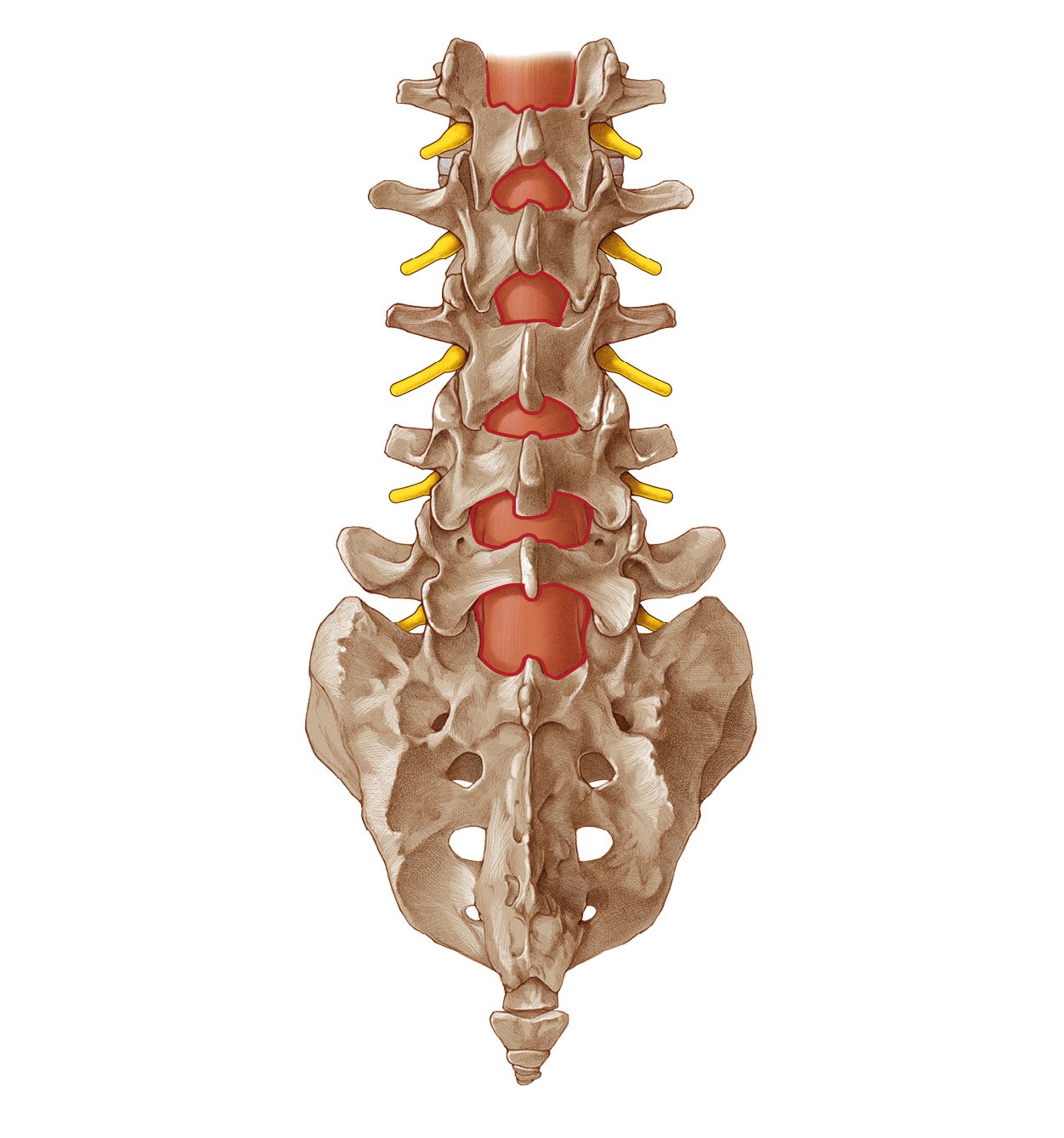 iLESSYS® Interlaminar windows for endoscopic spine surgery Anatomical Illustration of a lumbar spine with highlighted Interlaminar windows for Endoscopic Spine Surgery